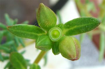  Inflorescence-Cymose cluster of capsule and floral buds